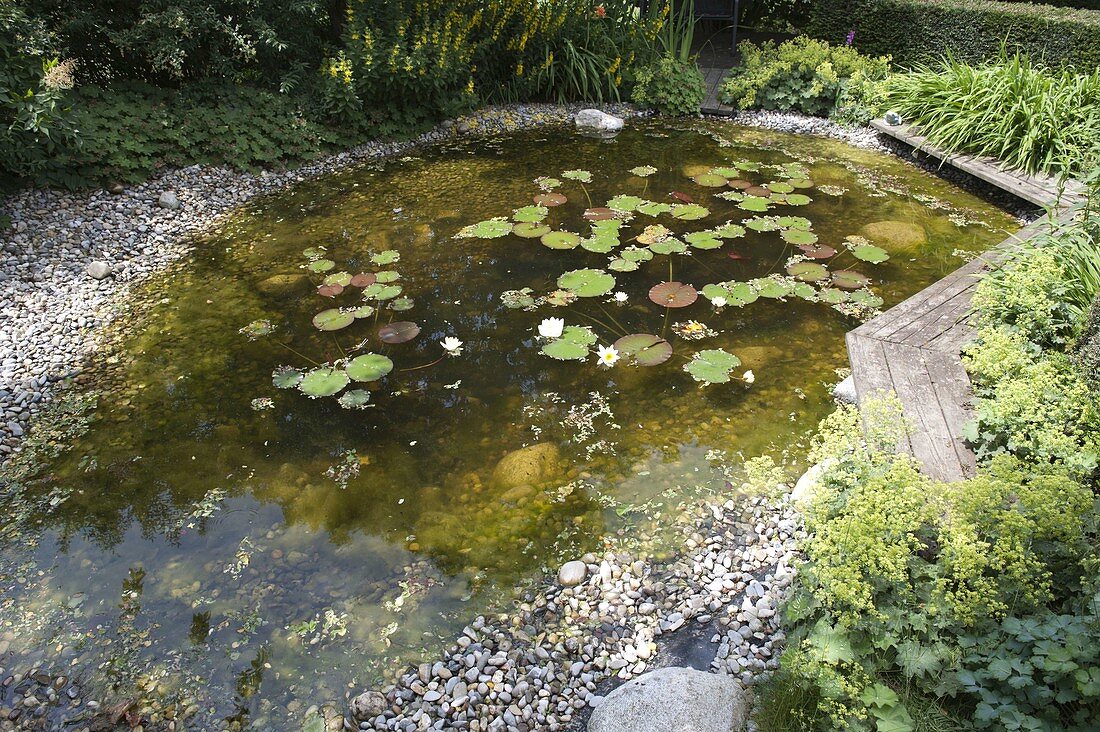 Pond with Nymphaea (water lilies), gravel on the bank, Lysimachia punctata