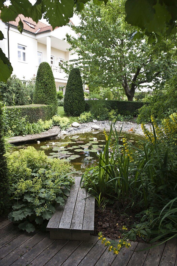 Pond with Nymphaea (water lilies), wooden footbridge and gravel, Alchemilla