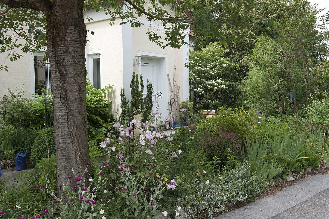 Perennial bed in the front garden under a cherry tree (Prunus)