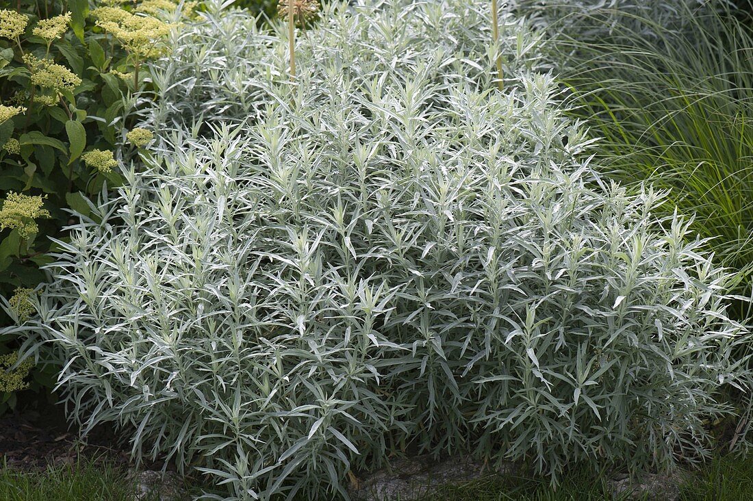 Artemisia ludoviciana 'Silver Queen' (silver rue)