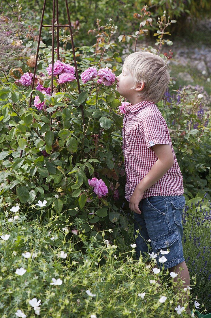 Junge schnuppert an Rosa (Rosen)