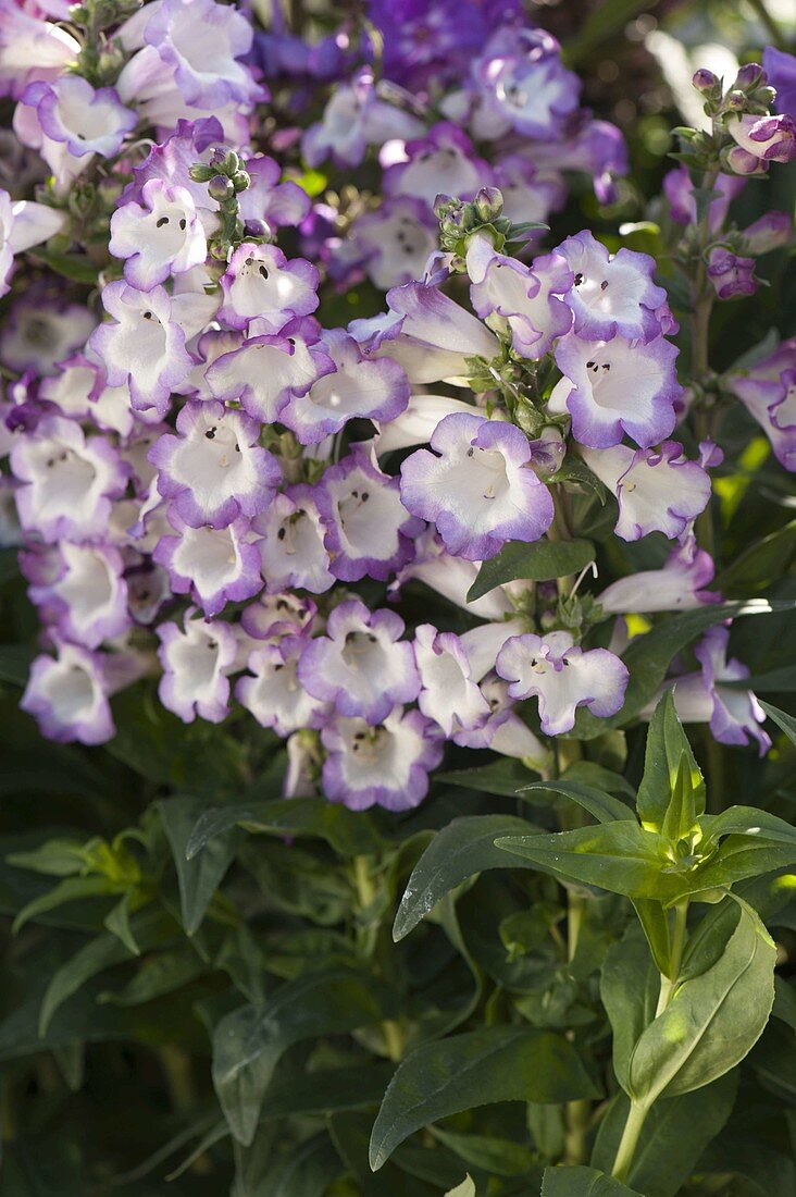 Penstemon 'Alice Hindley' (bearded thread)