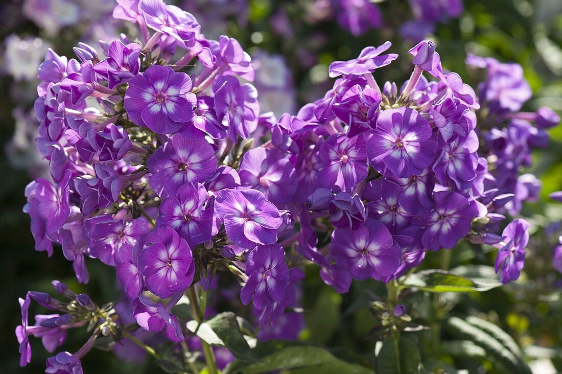 Phlox paniculata 'Purple Dome' (Flame Flowers)