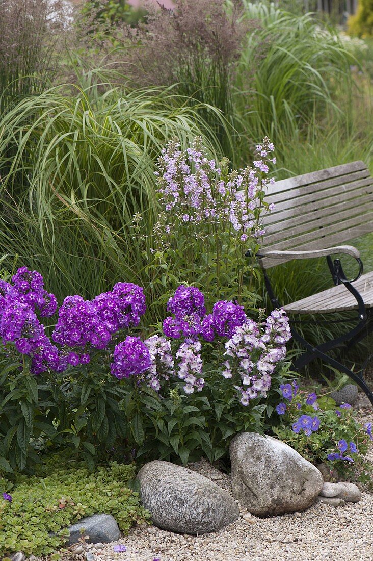 Phlox paniculata 'Purpurkuppel', 'Maculata' 'Natascha' (Flammenblumen)