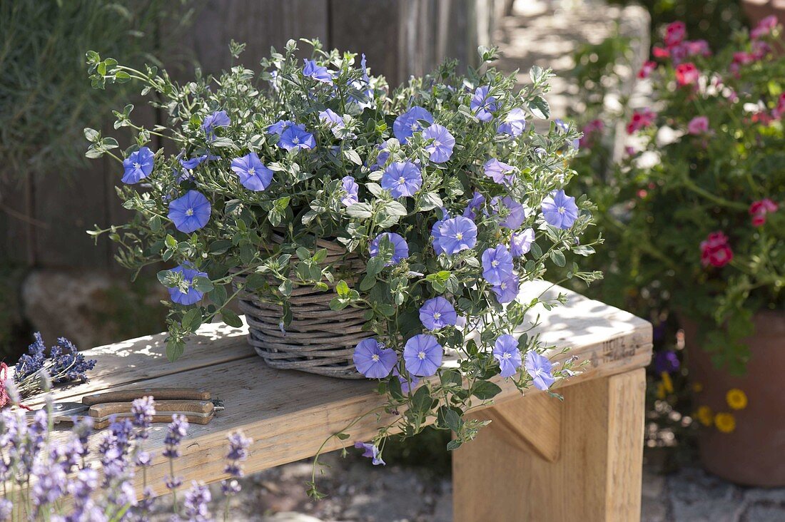 Convolvulus sabatius 'Blue Cascade' (Blue Mauritius) in a basket