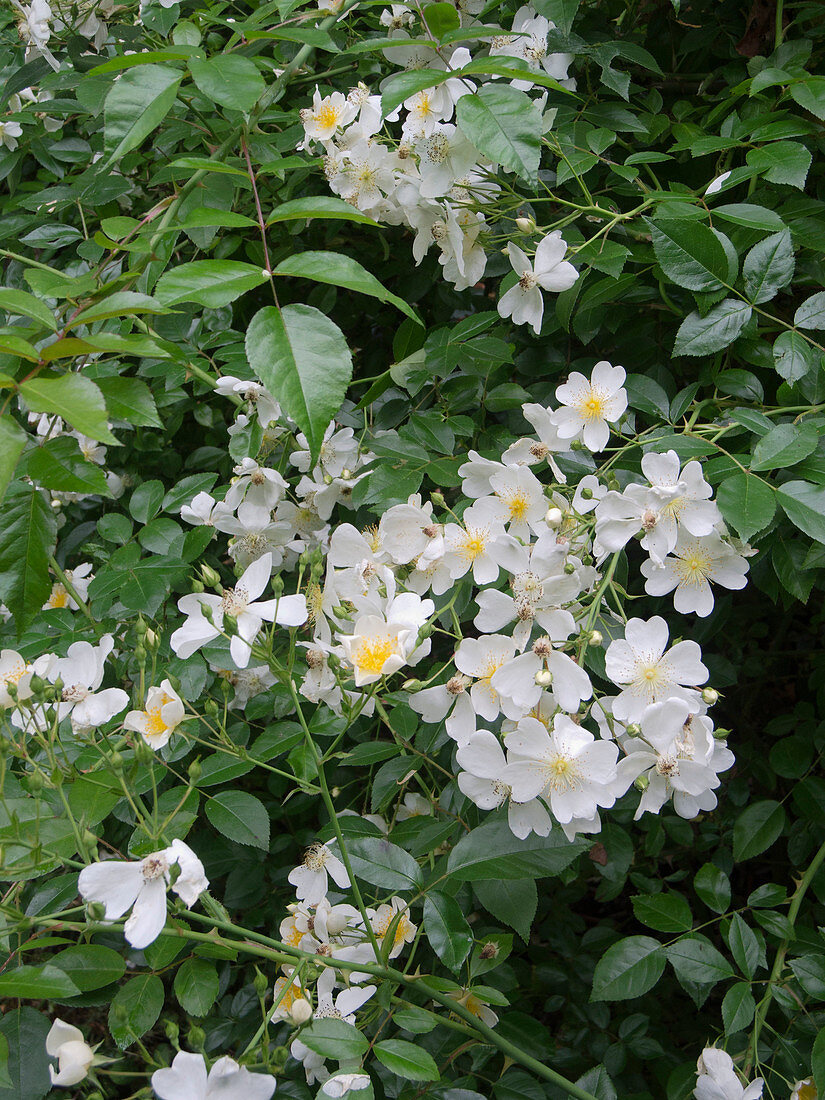 Rosa 'Filipes Kiftsgate' (Rambler rose), single flowering, fragrant, up to 6 metres