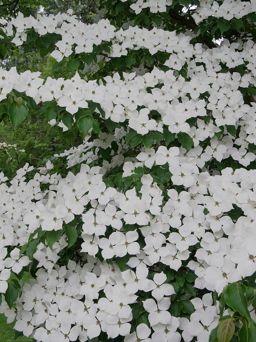 Cornus kousa 'Queen of Clubs' (Chinese flowering dogwood)