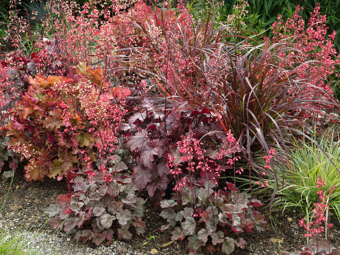 Blattschmuckbeet mit Heuchera 'Marmelade', 'Georgia Peach', 'Sugar Frosting'