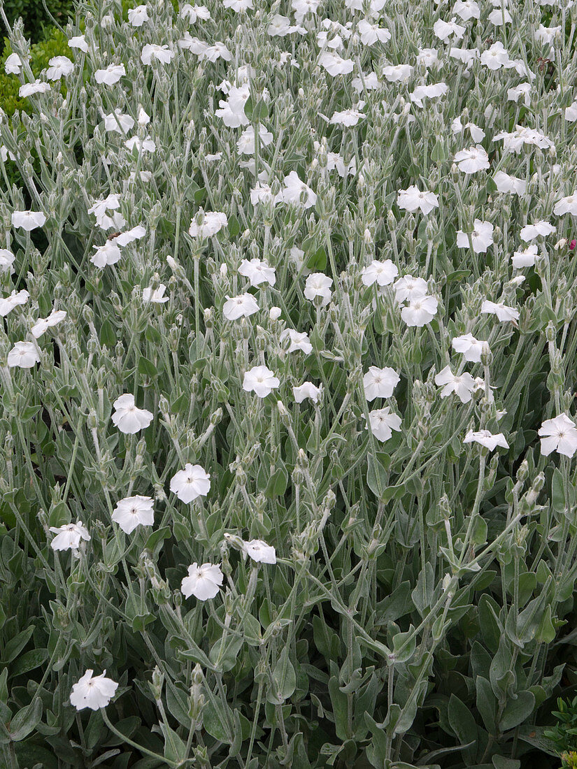 Lychnis coronaria 'Alba' (Vexiernelke)