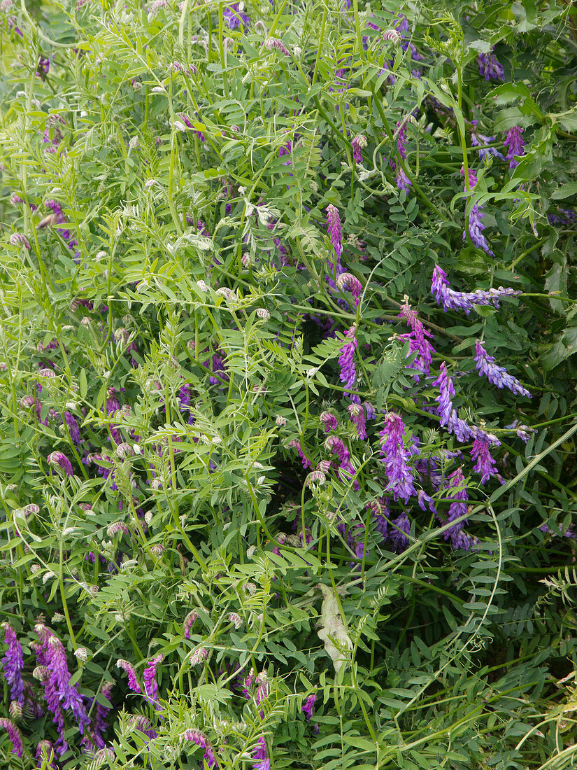 Vicia cracca (Bird Vetch)