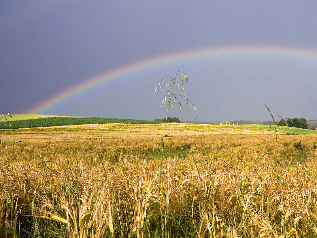(Barley field with rainbow), Hordeum distichum, Bavaria, Germany. Barley field with rainbow, Hordeum distichum, Bavaria, Germany.