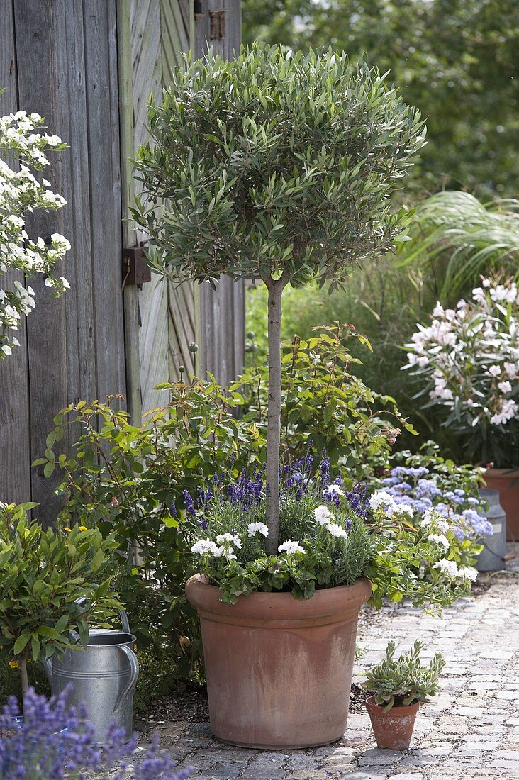 Olive tree cut into shape (3/3)