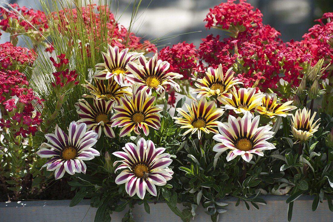 Boxes with Gazania (midday gold), Crassula coccinea