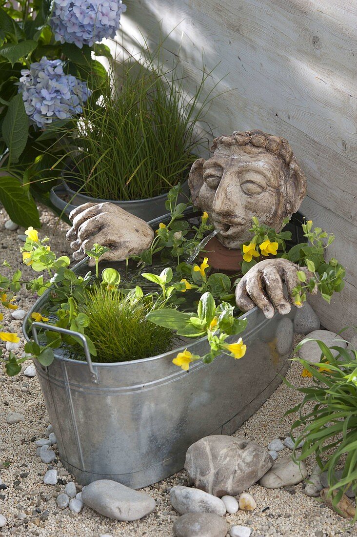 Zinc tub with Eleocharis acicularis (needleleaf), Mimulus luteus