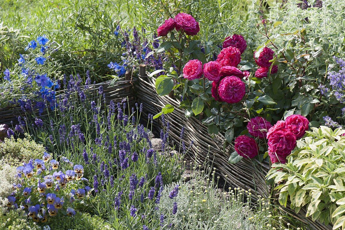 Kräuterbeet mit Rosen und Weideneinfassung