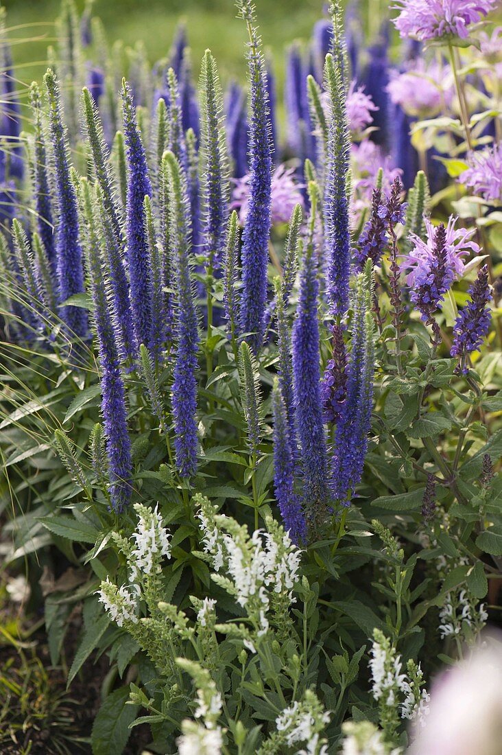 Veronica spicata 'Blaufuchs' (Ehrenpreis)