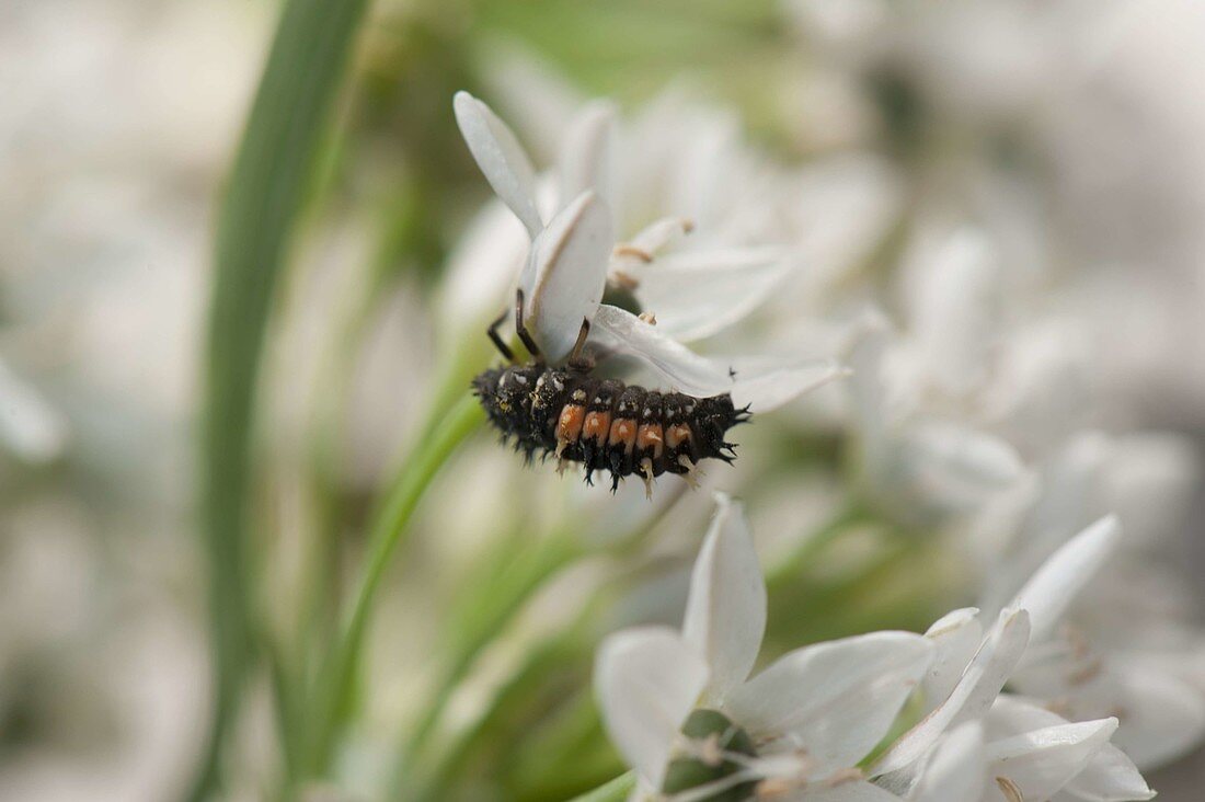 Larva of ladybird (Coccinella) on Ornithogalum