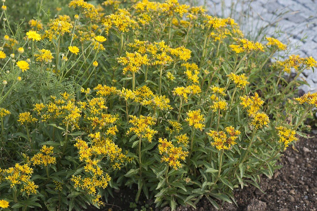 Sedum floriferum 'Weihenstephaner Gold' (Gold-Fetthenne)