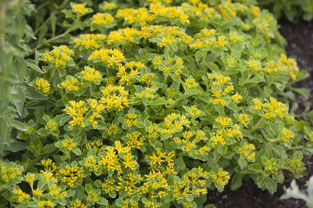 Sedum Hybridum 'Evergreen' (Evergreen Mongolian Fat Leaf)