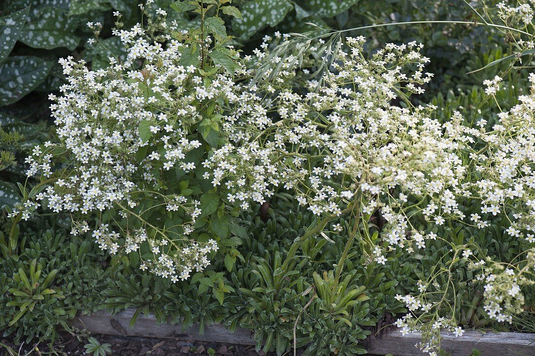 Saxifraga cotyledon 'Pyramidalis' (Cup saxifrage)