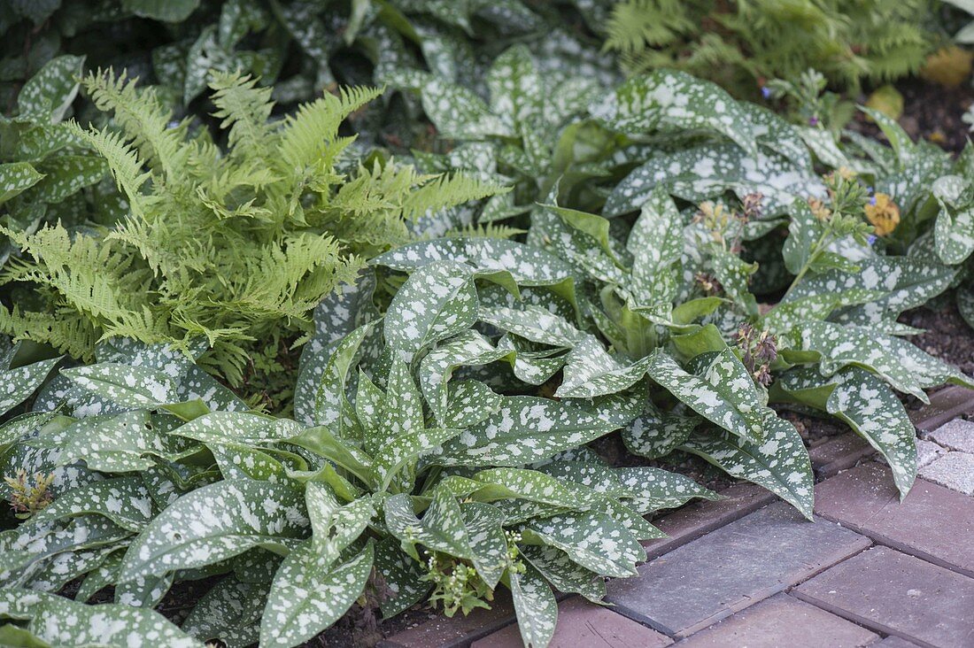 Schattenbeet mit Pulmonaria (Lungenkraut) und Farnen