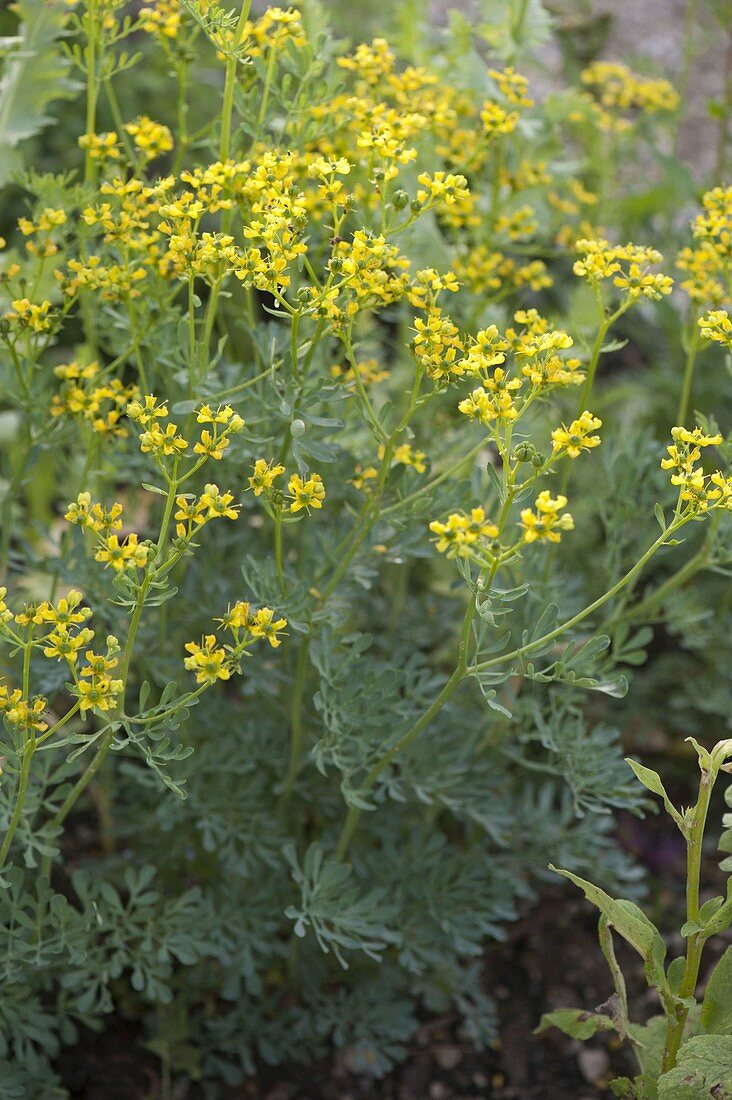 Flowering rue (Ruta graveolens)