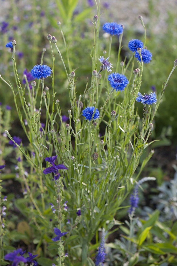 Centaurea cyanus (Cornflower)