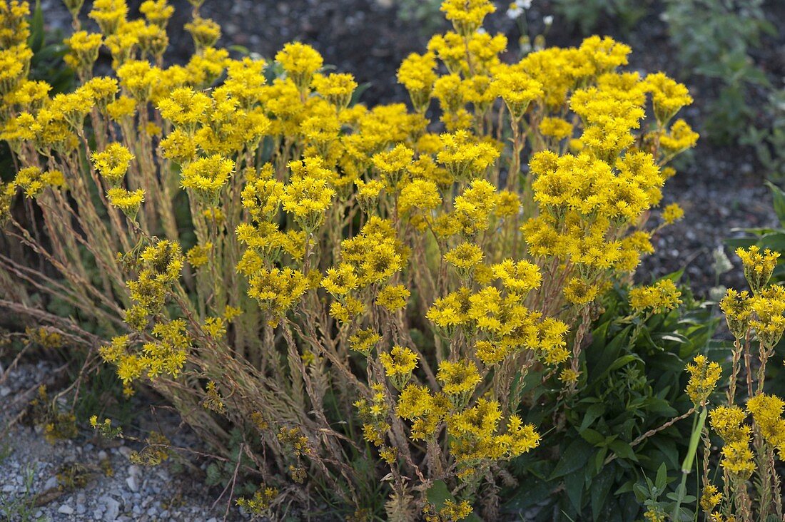 Sedum reflexum (Felsen-Fetthenne, Tripmadam)