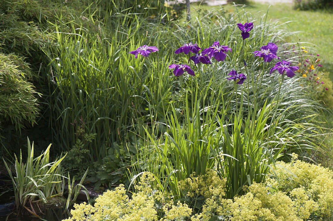 Iris ensata 'Sensation' (Japanese garden iris)