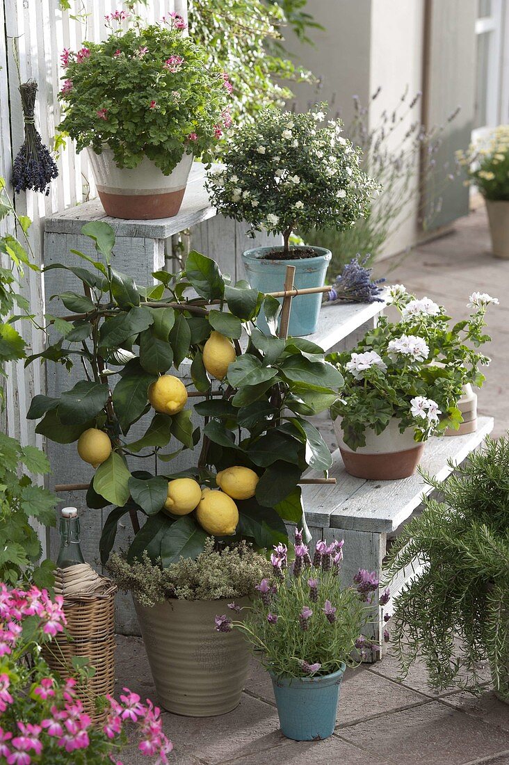 Mediterrane Holztreppe mit Citrus limon 'Florentina' (Zitrone), Myrtus