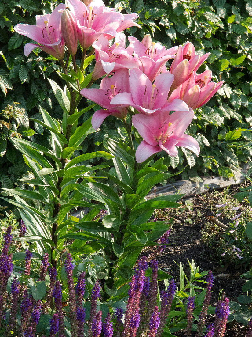 Lilium asiaticum 'Tiny Icon' (Asiatic lilies)