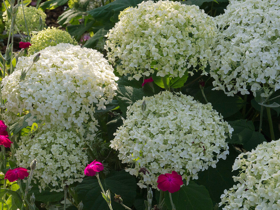 Hydrangea arborescens 'Annabelle' (Shrub hydrangea)