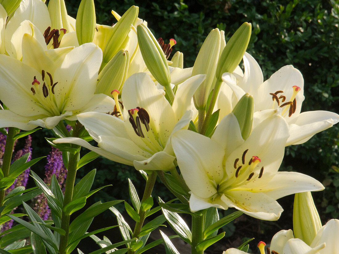 Lilium asiaticum 'Alaska' (Asiatic lilies)