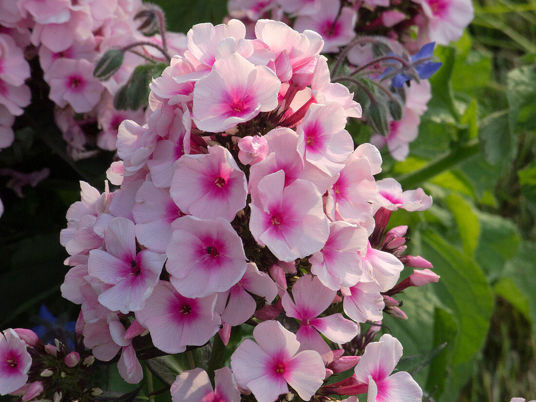 Phlox paniculata 'Bright Eyes' (flame flowers)