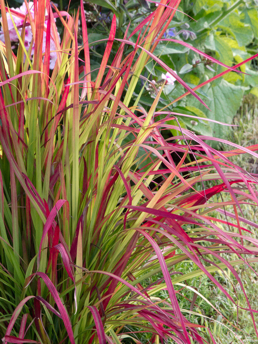 Imperata cylindrica 'Red Baron' (Japanese Redgrass)