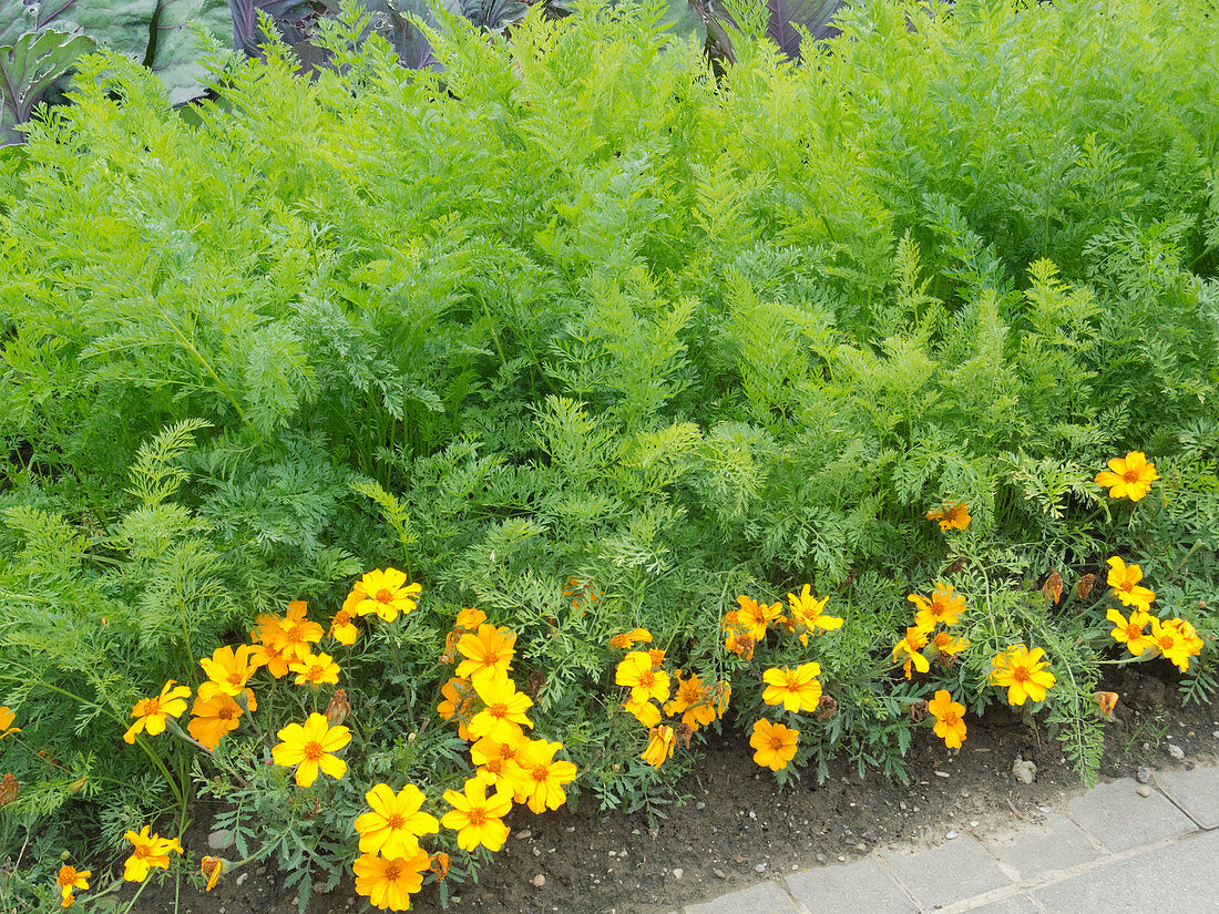 Mixed culture with carrots, carrots (Daucus carota) and marigolds