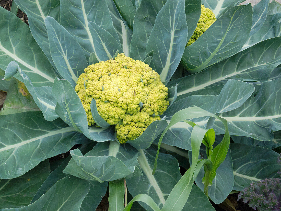 Mini-Blumenkohl 'Vitaverde' (Brassica oleracea)