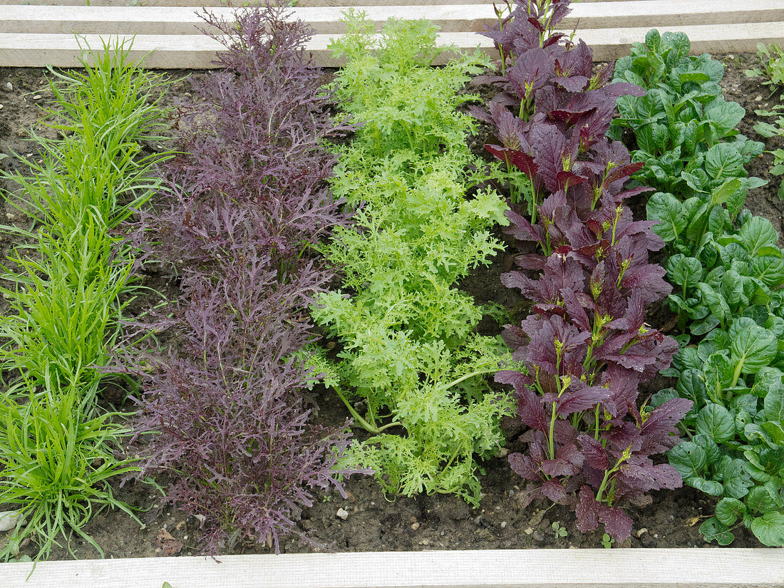 Asian salads: starweed, red rocket