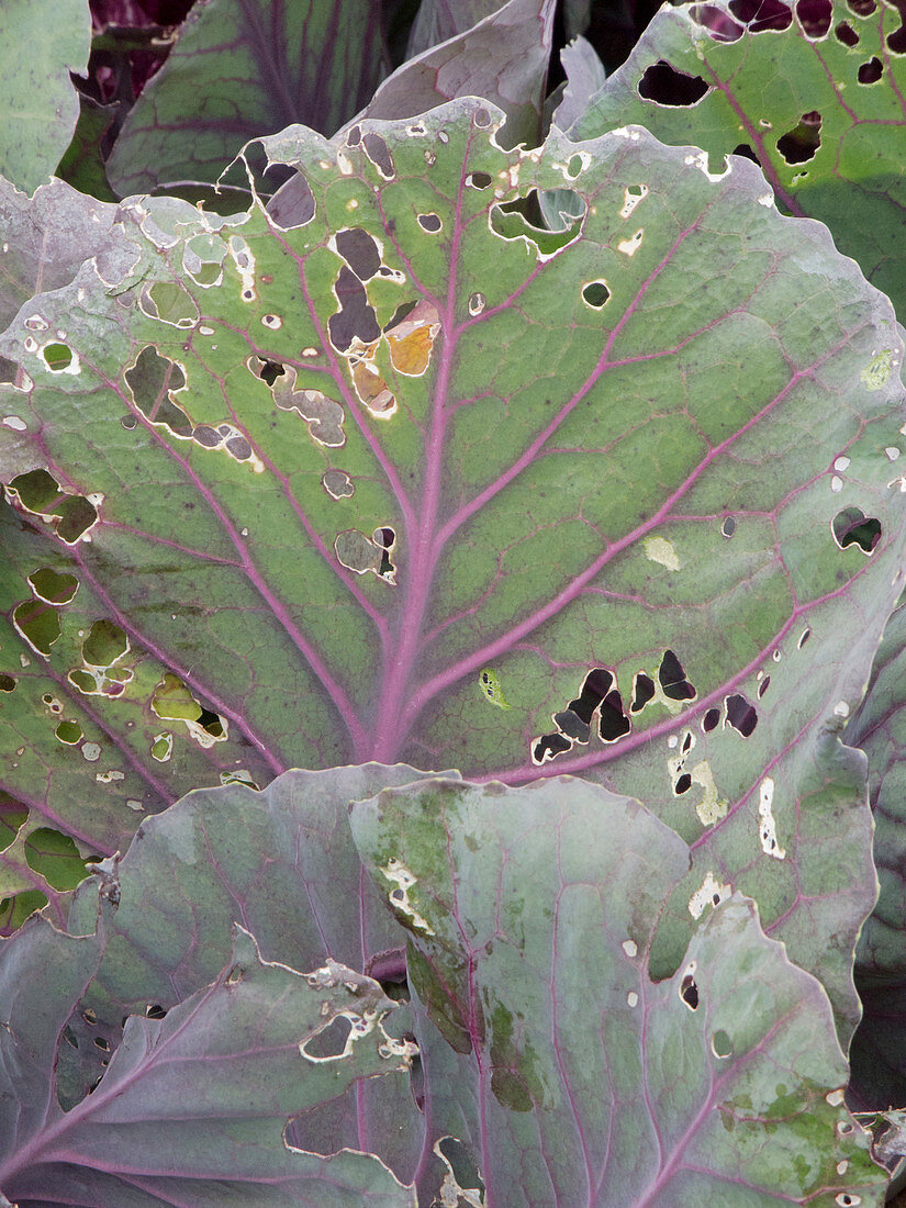 Caterpillar feeding damage on red cabbage (Brassica)