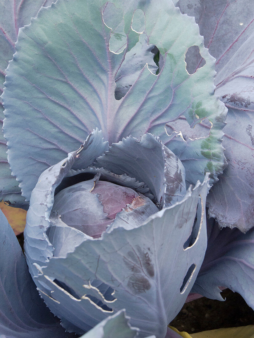 Caterpillar damage on red cabbage (Brassica)