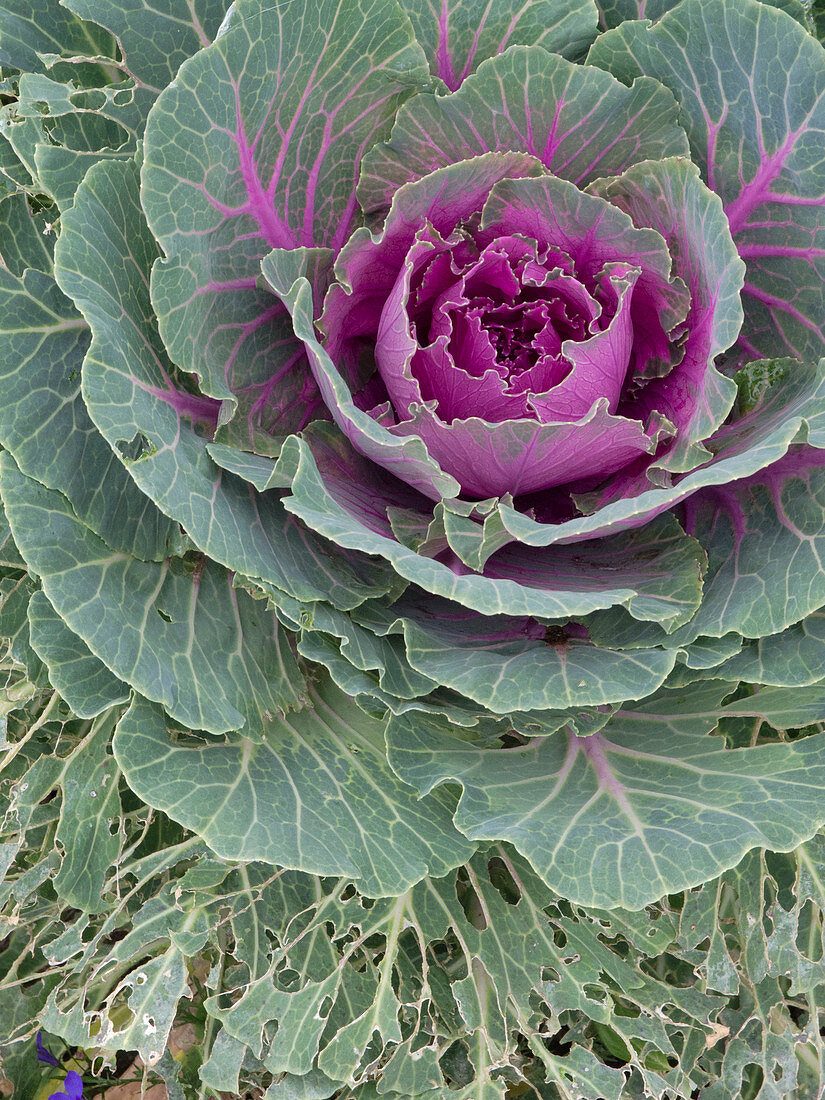 Ornamental cabbage (Brassica oleracea), outer leaves eaten by caterpillars