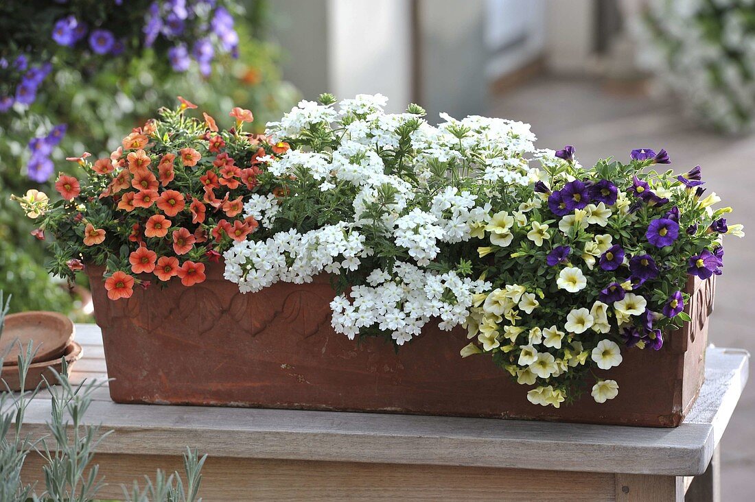 Mother and son planting a terracotta box (9/9)