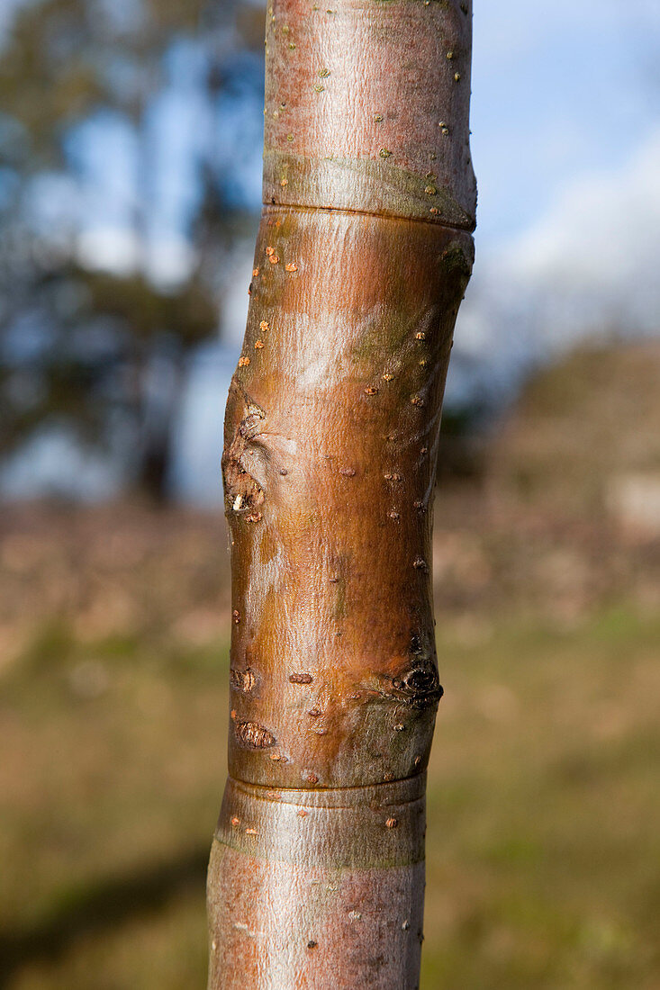 Pinching and growth disturbances on bark of apple tree caused by glue ring from previous year