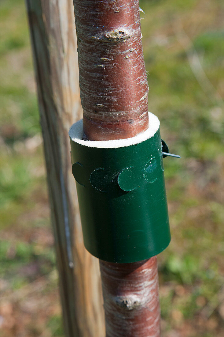 Im Frühling eine Schutzmanschette gegen Ameisen am Kirschbaum (Prunus) anbringen