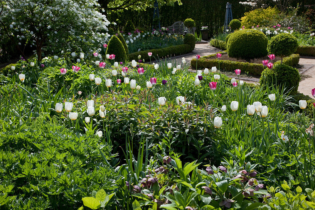 Spring garden with Tulipa 'Inzell' 'Mata Hari' (tulips), Buxus (box) topiary shrubs