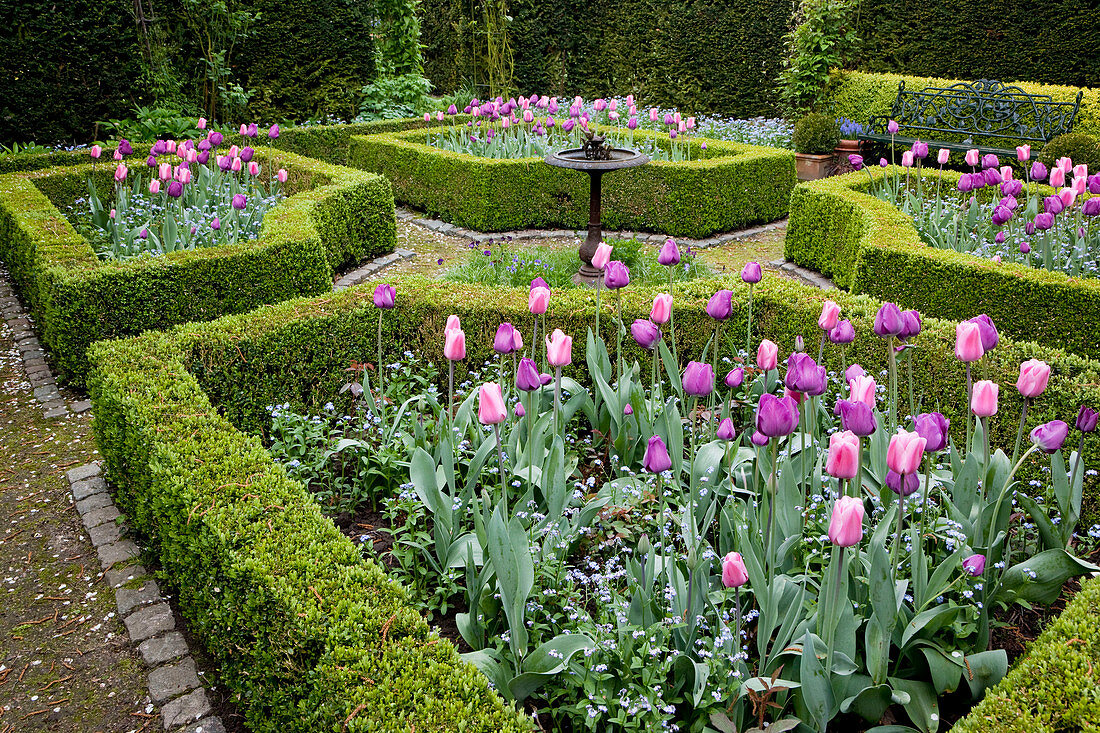 Mit Hecken aus Buxus (Buchs) - eingefasste Beete, Tulipa 'Peer Gynt', 'Negrita', 'Recreado' (Tulpen), Myosotis (Vergissmeinnicht), als Mittelpunkt eine Vogeltränke, Gartenbank aus Gusseisen