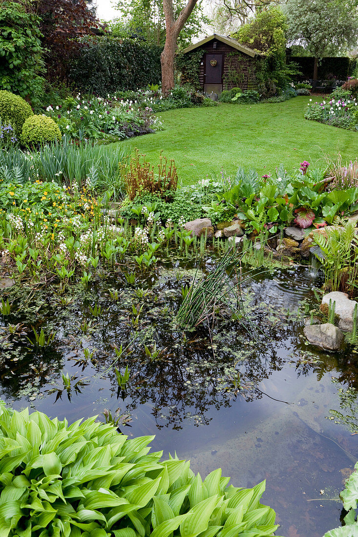 Bewachsener Teich in Garten, dahinter gepflegter Rasen und Gartenhäuschen
