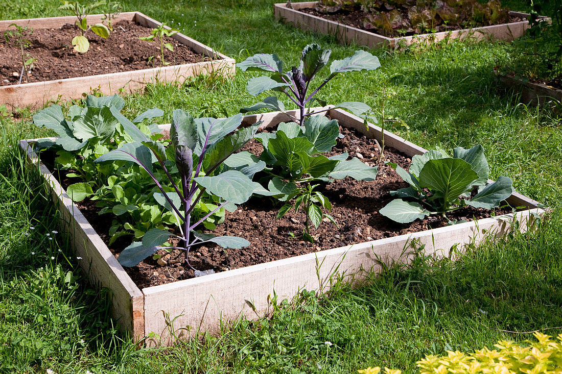 Square bed with vegetable plants: Cauliflower, red cabbage (Brassica), radish (Raphanus), pepper (Capsicum).