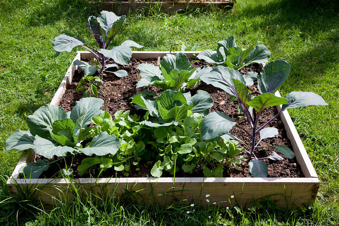 Quadrat-Beet mit Gemüsepflanzen: Blumenkohl, Rotkohl (Brassica), Radieschen (Raphanus), Paprika (Capsicum)