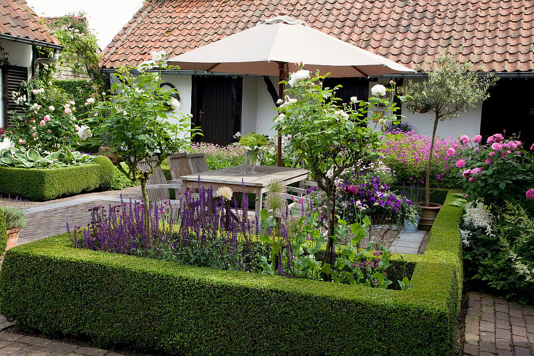 Salvia nemorosa 'Caradonna' (ornamental sage), Rosa 'Maria Mathilda' (rose stem) in bed with Buxus (box) hedge, terrace with wooden seating area and parasol